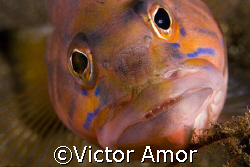 Read my lips  by Victor Amor 